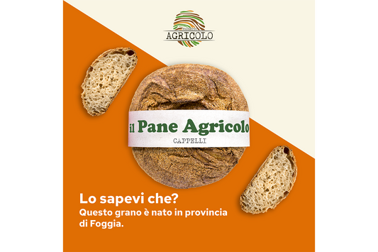 Pagnotta Cappelli (Progetto Agricolo)