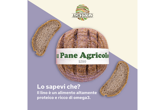 Pagnotta Lino (Progetto Agricolo)